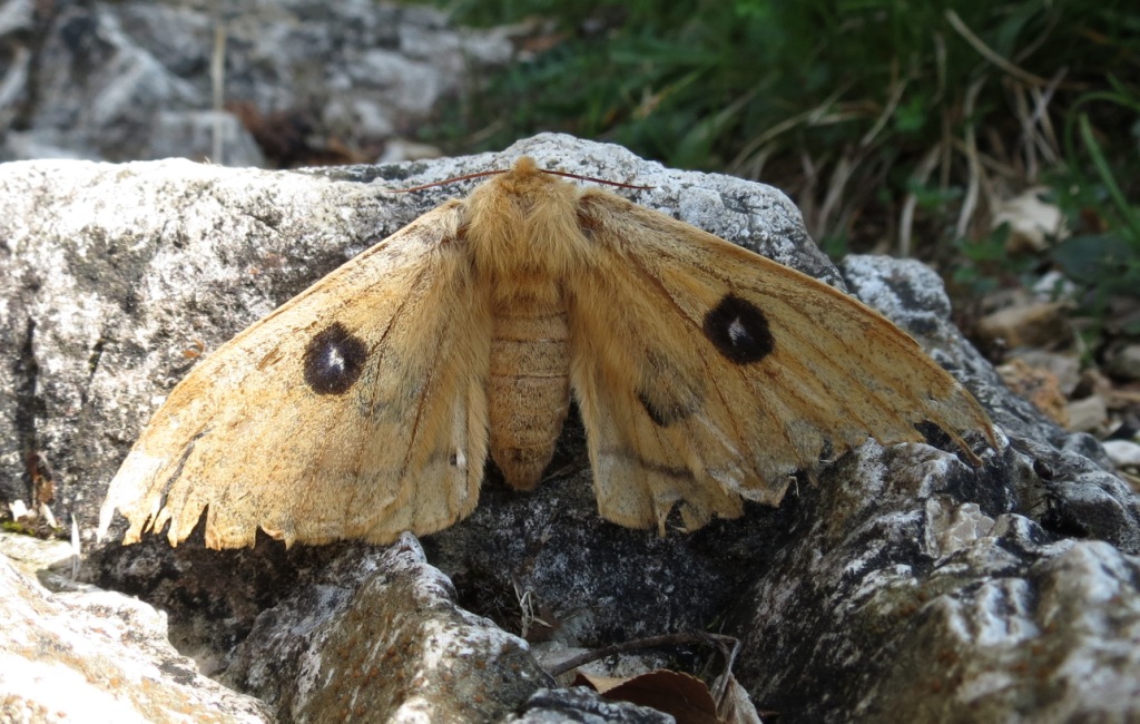 Lepidottero Monte Pasubio 1 - Aglia tau